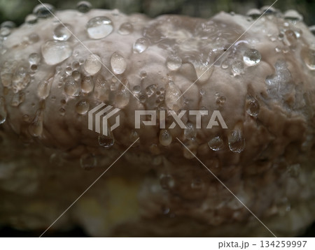 detailed shot of moist mushroom cap, macro photograph capturing water droplets on mushroom surface detailed shot of moist mushroom cap, macro photograph capturing water droplets on mushroom surface 134259997