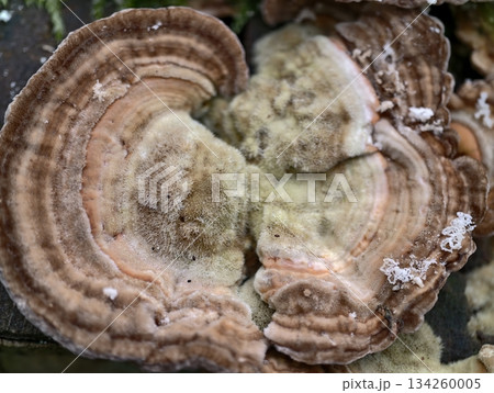 closeup of fungal shelf, rustic forest decay featuring fungi with concentric rings and fuzzy spores 134260005