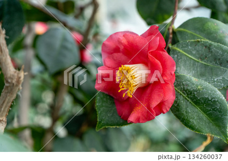 Camellia Red Flower with Yellow Stamens Camellia Red Flower with Yellow Stamens 134260037