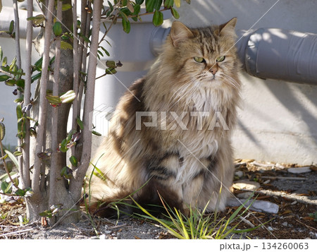 河津川の河口にいた猫 134260063
