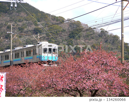 河津桜と伊豆急行 134260066