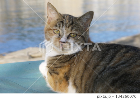 熱海港の野良猫 熱海港の野良猫 134260070