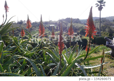 2021年11月爪木崎のアロエの花 134260075