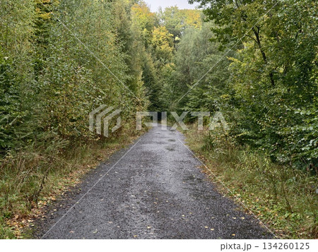 woodland trail for explorers, dense trees create perfect setting for outdoor trekking enthusiasts 134260125