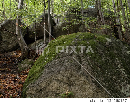 serene forest with mosscovered rocks, peaceful woodland area emphasizing natural textures 134260127