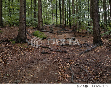natural trail amid towering pine trees, ecological footpath with earthy steps under dense canopy 134260129