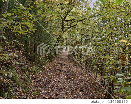 autumn forest path experience, scenic narrow trail lined with lush leaves and vibrant colors autumn forest path experience, scenic narrow trail lined with lush leaves and vibrant colors 134260136