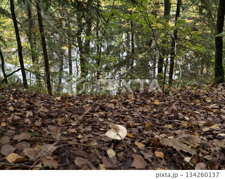 single mushroom rests peacefully on moist forest floor surrounded by fallen leaves and moss 134260137