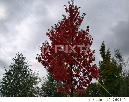 crimson leaves and cloudy sky, dramatic autumn landscape with vibrant foliage and brooding clouds 134260143
