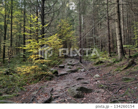 scenic forest hike, challenging woodland path adventure, winding forest trail with roots and stones 134260154