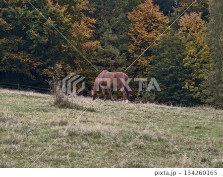 serene horse in peaceful landscape, solitary horse peacefully roams in tranquil countryside setting 134260165