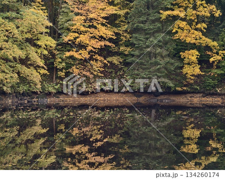 bright foliage mirrored on tranquil surface, colorful trees reflected in still dark water surface bright foliage mirrored on tranquil surface, colorful trees reflected in still dark water surface 134260174