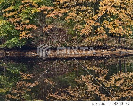 colorful nature scenery, intimate shot capturing vibrant fall foliage reflected in calm nearshore 134260177