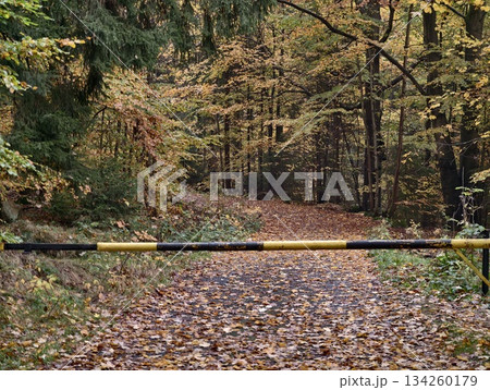 woodland path scene, seasonal leaf carpet enhances moody atmosphere for outdoor adventure stories woodland path scene, seasonal leaf carpet enhances moody atmosphere for outdoor adventure stories 134260179