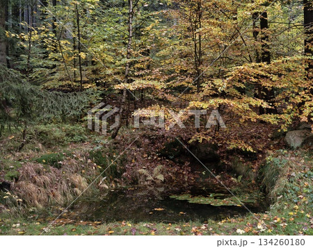 quiet forest with hidden secrets, serene natural setting with mosscovered rocks and foliage 134260180