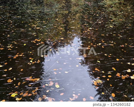 reflective pond with falling foliage, tranquil pond reflecting leafy trees and peaceful rippling reflective pond with falling foliage, tranquil pond reflecting leafy trees and peaceful rippling 134260182