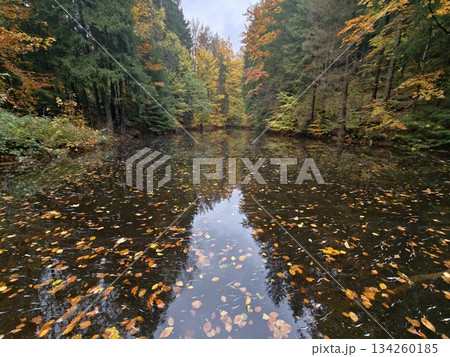 reflective riverbank with vivid foliage, serene water mirror showcasing colorful fall trees 134260185