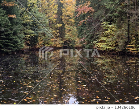 serene woodland scene, calm pond with leafy reflections, silent forest habitat reflecting tranquil serene woodland scene, calm pond with leafy reflections, silent forest habitat reflecting tranquil 134260186