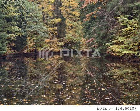 serene pond amid lush greenery, peaceful inlet featuring reflective surface and scattered fallen 134260187