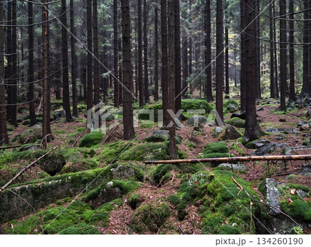 serene forest scene, lush woodland with tranquil ambiance, verdant pine grove with soothing serene forest scene, lush woodland with tranquil ambiance, verdant pine grove with soothing 134260190