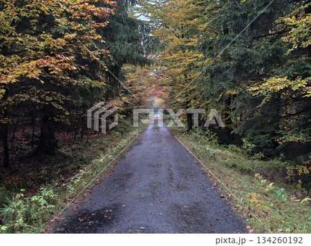 autumn landscape journey, tranquil leafy trail fading into luscious autumn foliage and sunshine autumn landscape journey, tranquil leafy trail fading into luscious autumn foliage and sunshine 134260192