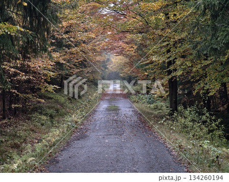 peaceful forest walk with vivid leaves and gentle mist inviting tranquil reflection and slow journey 134260194