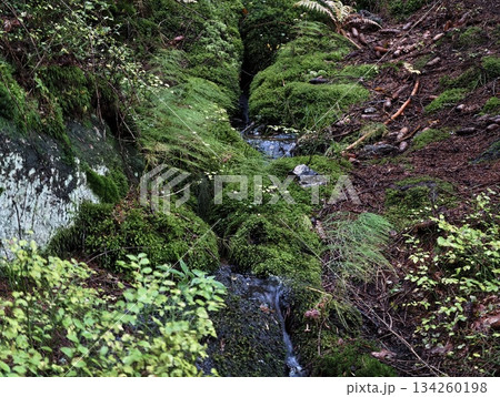 hidden natural niche, wild habitat with flowing water, shaded stream surrounded by lush plant life hidden natural niche, wild habitat with flowing water, shaded stream surrounded by lush plant life 134260198