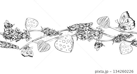 Lavender lavandula flower on stalks, flying butterfly, striped and dotted hearts. Isolated seamless banner illustration hand drawn in vector ink. Label for cosmetics, home fragrance, aromatherapy Lavender lavandula flower on stalks, flying butterfly, striped and dotted hearts. Isolated seamless banner illustration hand drawn in vector ink. Label for cosmetics, home fragrance, aromatherapy 134260226