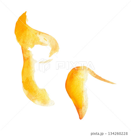 Smooth orange curving shapes, citrus zest peel or sunlight rays with blended gradient and light texture. Isolated watercolor illustration. Editorial design, fashion graphics, food or drink packaging Smooth orange curving shapes, citrus zest peel or sunlight rays with blended gradient and light texture. Isolated watercolor illustration. Editorial design, fashion graphics, food or drink packaging 134260228
