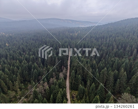 straight wooded avenue stretching into fog, symmetrical conifer canopy guides view into misty valley straight wooded avenue stretching into fog, symmetrical conifer canopy guides view into misty valley 134260261