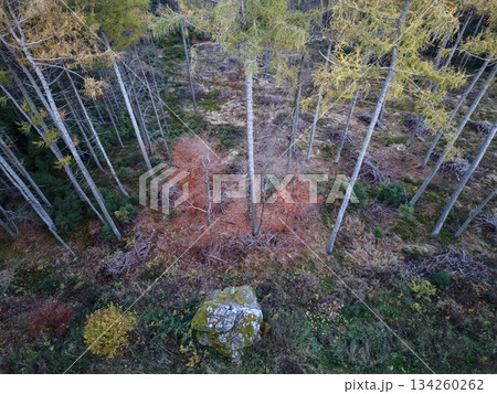 forest floor with birch trunks, mosscovered forest floor with scattered red leaves and solitary stone forest floor with birch trunks, mosscovered forest floor with scattered red leaves and solitary stone 134260262
