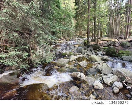 serene waterway in thick woods, quiet creek meandering through lush greenery and clear natural pools serene waterway in thick woods, quiet creek meandering through lush greenery and clear natural pools 134260273