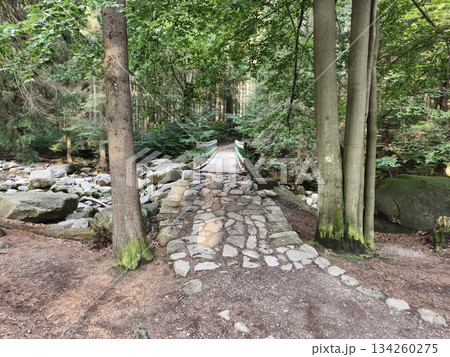 peaceful walk through wooded area, calm pathway journey surrounded by vibrant nature and soothing sounds peaceful walk through wooded area, calm pathway journey surrounded by vibrant nature and soothing sounds 134260275