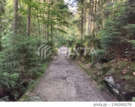 calm path among trees, tranquil forest pathway with dappled sunlight and leafy ground cover 134260276