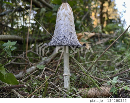 naturalist photograph showcasing shaggy inkcap mushroom in its forest environment for study and collection 134260335