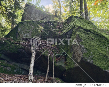 woodland shelter with moss, secluded forest nook under thick canopy featuring moss and lichens 134260339