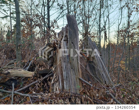 textured natural environment illustrating woodland hideaway with autumn hues and damp undergrowth 134260354