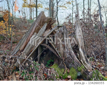 soothing woodland surroundings featuring mosscovered entrance and richly textured natural elements 134260355