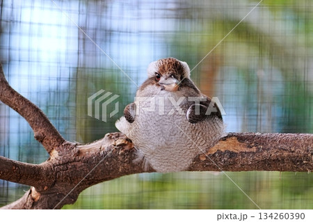 ラワイカワセミ 134260390