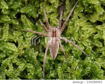 researcher examines brown spider closely, field scientist documents arachnid amidst lush greenery 134260401