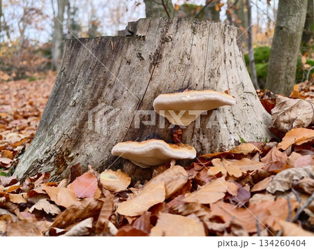 detailed macro view of mushrooms growing amidst damp moss and fallen leaves in woodland decay 134260404