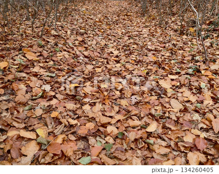damp leaves and earthy tones, seasonal decay highlighted by soft diffuse light and natural textures damp leaves and earthy tones, seasonal decay highlighted by soft diffuse light and natural textures 134260405