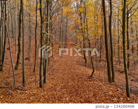 serene woodland pathway, quiet trail among slender trees, tranquil route lined with colorful autumn foliage 134260406