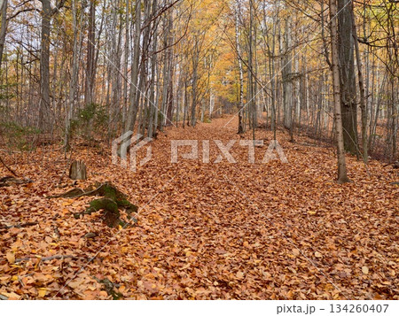 golden woodland path climbing upward, woodland slope surrounded by trees illuminated by fall sunlight golden woodland path climbing upward, woodland slope surrounded by trees illuminated by fall sunlight 134260407