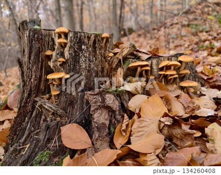 fungal growth scene, cluster of vivid orange mushrooms on decomposing tree trunk amid fallen leaves fungal growth scene, cluster of vivid orange mushrooms on decomposing tree trunk amid fallen leaves 134260408