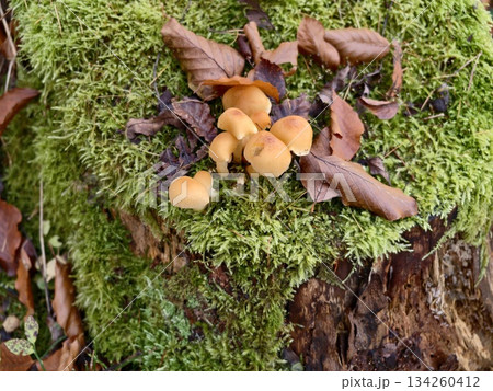 mossy stump with orange mushrooms in foraging scene damp bark and rich humus suggesting autumn harvest mossy stump with orange mushrooms in foraging scene damp bark and rich humus suggesting autumn harvest 134260412