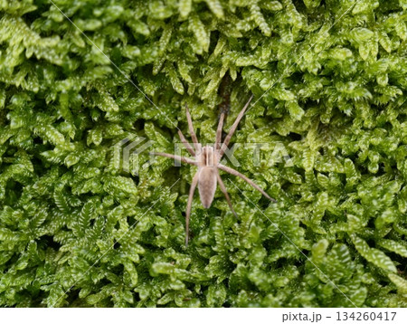 brown spider crouched on vibrant green moss, natural forest setting with predator poised for action brown spider crouched on vibrant green moss, natural forest setting with predator poised for action 134260417