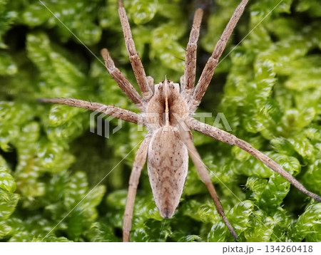 detailed examination of spider features, closeup macro picture revealing detailed morphology of spider detailed examination of spider features, closeup macro picture revealing detailed morphology of spider 134260418