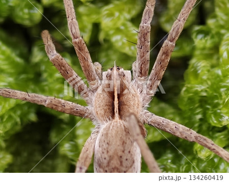 ecologist observes moss habitat moisture, scientific examination of arachnid on verdant moist moss surface 134260419