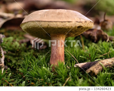 closeup of bolete with vibrant stem, detailed view of forest fungus with textured pore surface closeup of bolete with vibrant stem, detailed view of forest fungus with textured pore surface 134260423